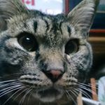 Profile Picture of ちぃ (@guybuu.alba) on Instagram