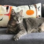 Profile Picture of MINA & STEELE (@mina_and_steele) on Instagram