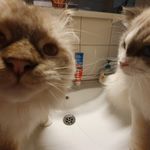 Profile Picture of Glenn and Olle (@ragdolls.glenn.and.olle) on Instagram