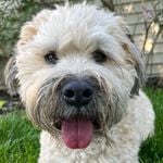 Profile Picture of Riggs (@riggs_the_wheaten) on Instagram