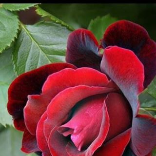 Profile Picture of Sapana Shah (@Sapana-Shah) on Facebook