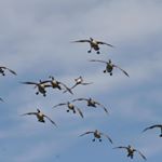 Brian Hauptman - Instagram Profile Picture of Brian Hauptman (@bhoppy42) on Instagram