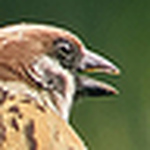 Profile Picture of Mavis Kevin Pacaldo (@MK Virtual Artworks) on Flickr