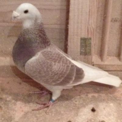 Profile Picture of Craig Coutts (@Doosandcoos) on Twitter