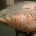 Profile Picture of Beauregard Da Fish (@beau.regard.9889) on Facebook
