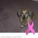 Profile Picture of Carol Kight (@carol12345678) on Pinterest