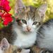 Profile Picture of Cathy Wiley (@cathy_wiley) on Pinterest