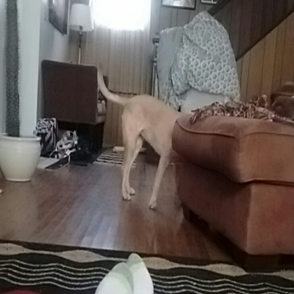 Profile Picture of Shea Keely (@justicebob) on Poshmark