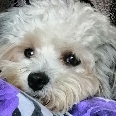 Profile Picture of Kim-dix (@Kimdix19) on Twitter
