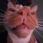 Profile Picture of The Alex Hembree (@alexander.hembree) on Instagram