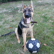 Dennis Ramic - Youtube Profile Picture of Dennis Ramic (@dennisramic8633) on Youtube