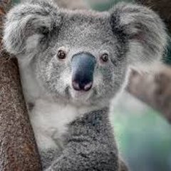 Profile Picture of -_Koala_- (@MikeFoley222) on Twitter