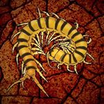 Profile Picture of Jackson Nugent (@lair_of_centipedes) on Instagram