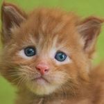 Profile Picture of Dimitrios Drivas (@aristescats) on Instagram