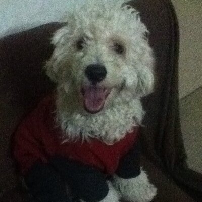 Profile Picture of Angelo Zegarra (@16Balanar) on Twitter