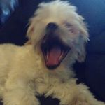 Profile Picture of @ashley.ahn (@ginger_theshihtzu) on Instagram