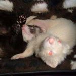 Profile Picture of Richard Shuler (@mulldano) on Instagram