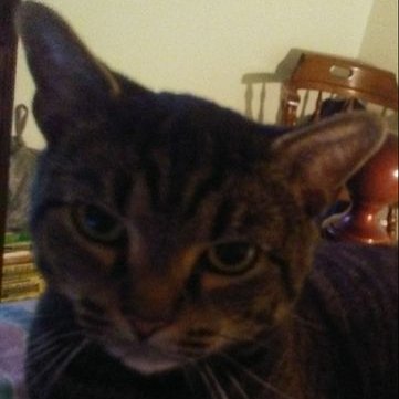 Profile Picture of Lori H. (@TigerFuzzles2) on Twitter
