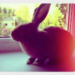 Profile Picture of Lisarabbit (@lisarabbit2012) on Instagram