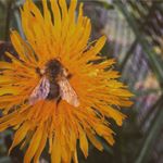 Profile Picture of Phoebe Hudson (@phoebehudson1) on Instagram