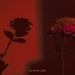 Profile Picture of Rose Wiley (@Creat1veName) on Pinterest