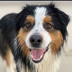 Profile Picture of Felix The Australian Shepherd (@felix_theaussie) on Instagram