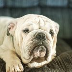 Profile Picture of Charlie Knouse (@mr.beefycakes2016) on Instagram
