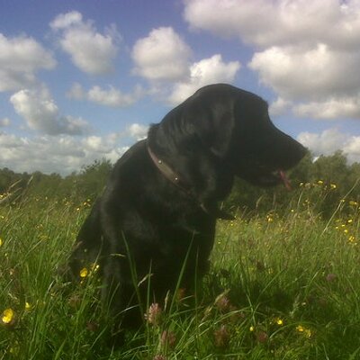 Profile Picture of Mark Dodd (@athleticpie) on Twitter