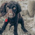 Profile Picture of jamie_boykin_spaniel_ (@jamie_boykin_spaniel_) on Instagram