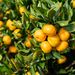 Profile Picture of Georgia Citrus Farm (@hannahderriso) on Pinterest