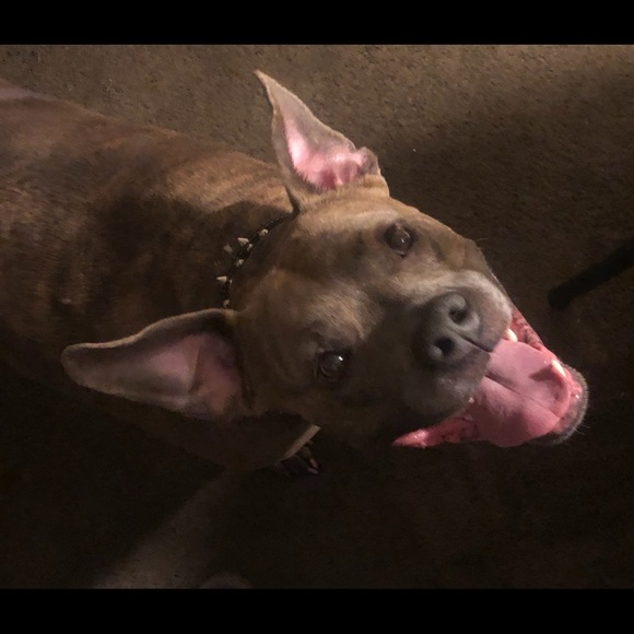 Profile Picture of Thomas Lupinacci jr (@tomlup7790) on Poshmark