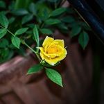 Profile Picture of josephdas7 (@josephdas7) on Instagram