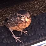 Profile Picture of Colette Hebert (@hebert_colette) on Instagram