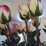 Profile Picture of Bernice Reyna (@bernicereyna) on Instagram