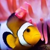 Profile Picture of Bryant Yu (@bryantyu63) on Tiktok