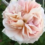 Profile Picture of shellyleaf8og (@shellyleaf8og) on Instagram