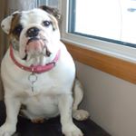 Jason Castonguay - Instagram Profile Picture of Jason Castonguay (@jasoncastonguay) on Instagram