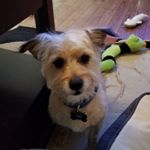 Profile Picture of Roger Chow (@frys_dad) on Instagram