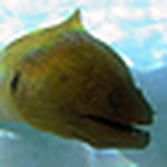 Profile Picture of Jake Bradshaw (@jakeb9) on Flickr