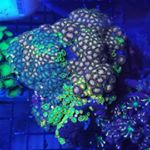 Profile Picture of Chris Gaines (@sdreeftrader) on Instagram