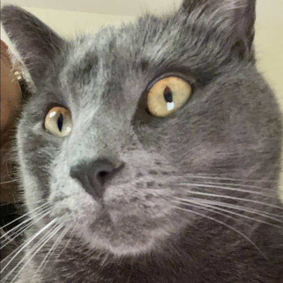 Profile Picture of Maria f. Sammarco (@m_sammarco) on Poshmark