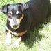 Profile Picture of Allison Jack Russel (@allison.jackrussel) on Facebook
