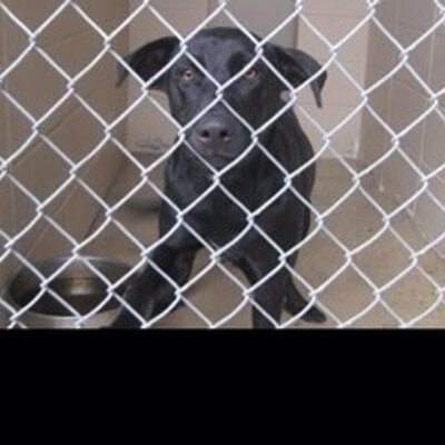 Profile Picture of Kevin Lombardi (@kmankman4321) on Twitter