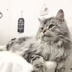 Profile Picture of Silver Tabby Maine Coon (@boriskittensfamily) on Instagram
