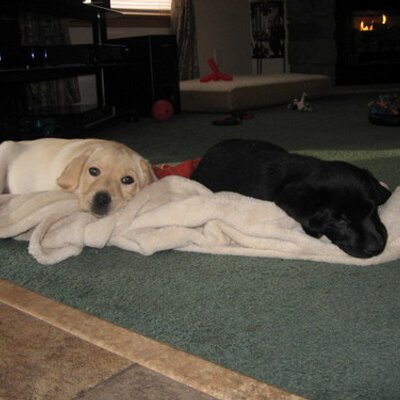 Profile Picture of Lisa Pfeifer (@ljp30) on Twitter