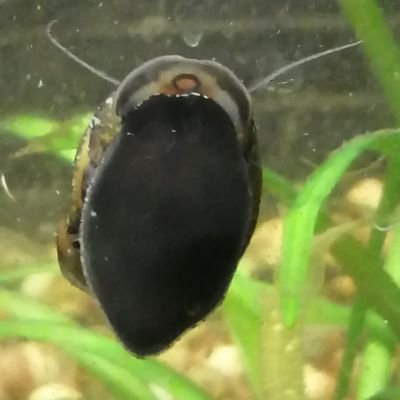 Profile Picture of Bradley R Wrage (@Ginko_corvid) on Twitter