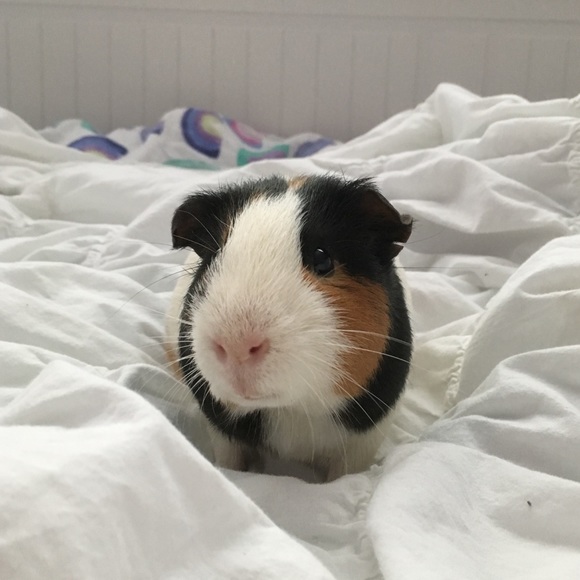 Jesse Pellegrino - Poshmark Profile Picture of Jesse Pellegrino (@jess7125) on Poshmark