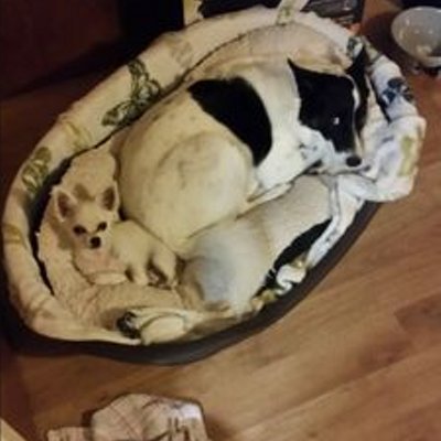 Profile Picture of Joe Harland (@joeharland17) on Twitter