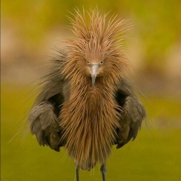 Profile Picture of Avalin Senefeld (@avalins) on Poshmark