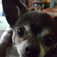 Profile Picture of Dawn Sirjord (@dawn-sirjord) on Quora